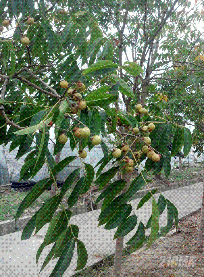 QQ��ͼ20121107122608.GIF