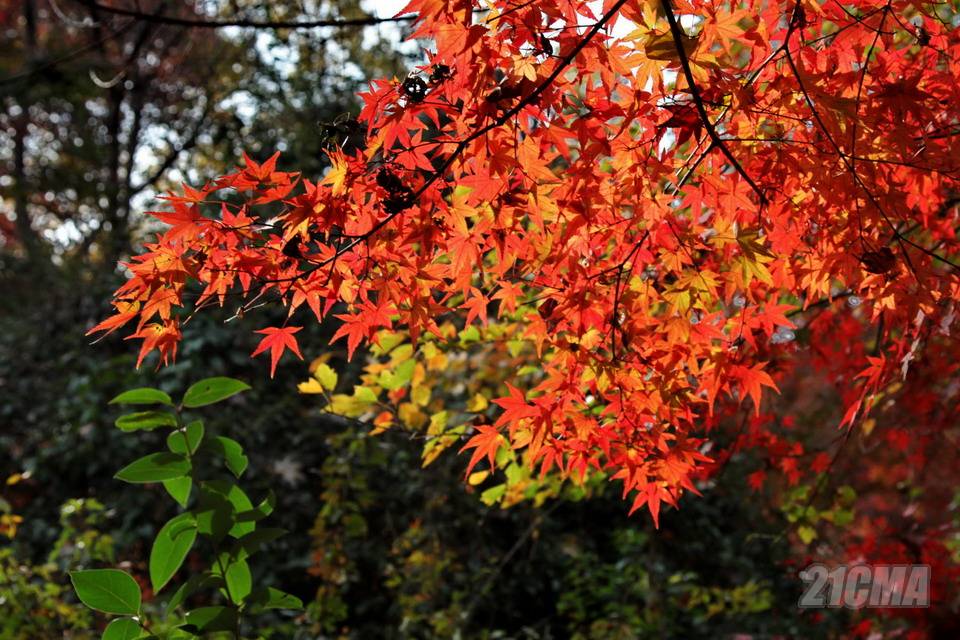IMG_5404C.jpg